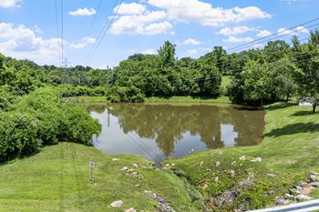 Freshwater duck pond